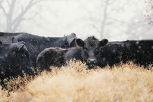 Herd Of Black Angus Cattle In Snow Shows Calf Looking At Camera Through Winter Weather.