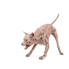 Zombie Dog Is Stalking And Isolated In White Background
