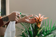 Anonymous Hands Watering House Plants With Spray Bottle