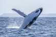 © Song Heming/Stocksy - Humpback whale breaching