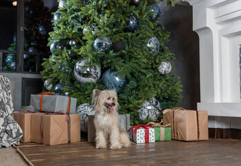 Wall Mural - Chinese crested dog sitting at the Christmas tree with gifts