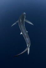 Blue Shark Swimming Away