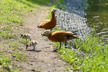 Orange Duck With Ducklings Outdoor In Summer
