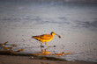 a bird digging up food in the wet sand at the beach at sunset at El Matador beach in Malibu California