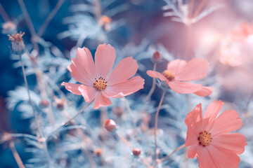 Wall Mural - beautiful pink cosmos flowers in the sunlight on a blue toned background. delicate abstract nature. 