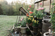 © Léa Jones/Stocksy - tulips on a Farm
