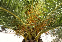 Date Palm Fruits Ripen On The Tree