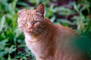 Aufkleber - homeless red cat with a torn off ear in nature