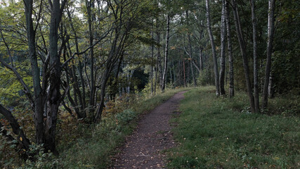 Poster - path in the evening forest in the evening. horizontal frame