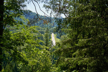 Wall Mural - Road visible through the trees in the woods