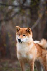 Wall Mural - Shiba inu dog in nature