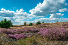 Scenic Panorama Of A German Heather Landscape In Autumn With Purple Flowering Erica Plants At Former Military Training Area Near Jueterbog