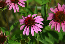 Bugs On Purple Cone Flowers