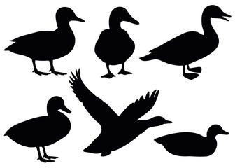 domestic and wild ducks.