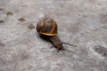 snail on a stone