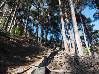 Wall Mural - Forest of Pino Silvestre near Brusson, Val d`Ayas