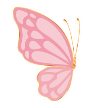 Half Pink Butterfly Vector Design