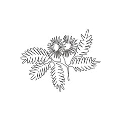 Wall Mural - Single one line drawing of beauty fresh mimosa pudica for garden logo. Decorative of action plant concept for home wall decor art poster print. Modern continuous line draw design vector illustration