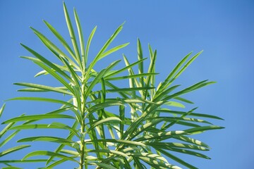 fresh green oleander leaf on blue sky