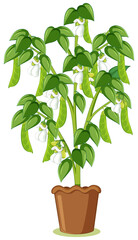 Wall Mural - Green pea tree or pea plant in a pot in cartoon style isolated