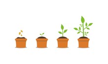 Plant Growing Stages. Timeline Infographic Of Planting Tree Process 