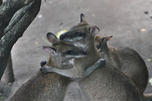 Two Kangaroos Hugged