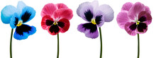 Set Pansy Flowers  Blue,  Purple, Red, Violet On White  Isolated Background With Clipping Path.  Closeup.  Nature.