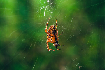 Macrophotography of an orange spider on a web. Green background.