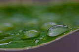 Fototapeta Łazienka - Rain drop on green leaf with nature background.