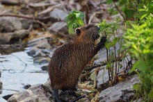 The Coypu (Myocastor Coypus) Also Know As The Nutria Is A Large, Herbivorous Semiaquatic Rodent. River Rat Eating Green Plant On The Shore Of Vltava River In Prague.