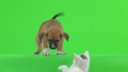 Poster - Friends kitten and little puppy are playing on the green screen.