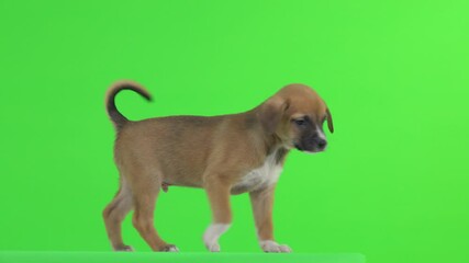 Poster - A brown puppy runs on a green screen.