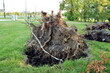 Wielki korzeń powalonego drzewa przez wiatr