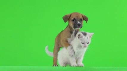 Sticker - White kitten and brown puppy on a green screen.