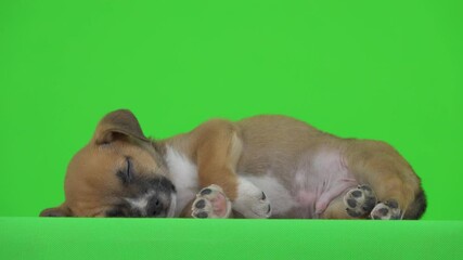 Poster - A small puppy falls asleep on a green screen.