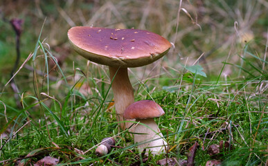 Wall Mural - Ceps in the forest