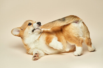 Adorable cute puppy Welsh Corgi Pembroke lying and biting its own tail on light background