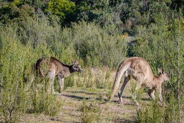 Wall Mural - Two Eastern Grey Kangaroo males checking out each other