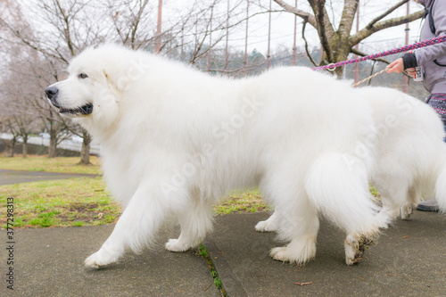 グレートピレニーズ 超大型犬 犬 白い犬 ピレネー Stock Photo Adobe Stock