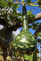 Wall Mural - Speckled Swan or Korba Gourd hanging on the Vine