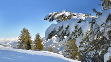 Close On Snow Covered A Branch Of Fir In Front Of Snowcapped Mountain Under Blue Sky