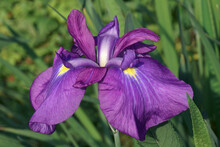 Japanese Iris (Iris Ensata). Another Scientific Name Iris Kaempferi