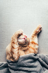 Cute ginger kitten sleeps