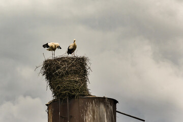 Two storks on the nest.