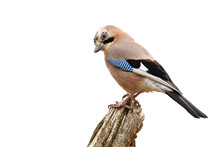 Eurasian Jay, Garrulus Glandarius, Sitting On Branch Isolated On White Background. Colorful Bird Observing On Bough With Space For Text. Feathered Animal Cut Out On Blank.