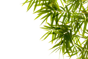 Close up bamboo leaves isolated on white background