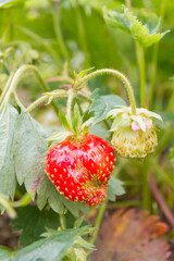 Wall Mural - Red ripe strawberries grow in the garden in the summer