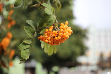 Wall Mural - rowan berries on a branch