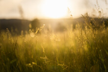 Green Grass In A Forest At Sunset. Blurred Summer Nature Background.