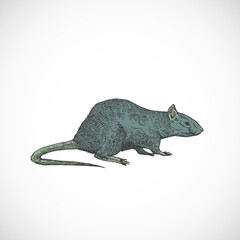 Wall Mural - Hand Drawn Colorful Halloween Scary Crawling Rat Vector Illustration. Abstract Animal Sketch. Holiday Doodle Style Drawing.